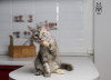 Additional photos: Maine Coon female cat STARKS MELANY