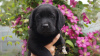 Photo №2 to announcement № 106970 for the sale of labrador retriever - buy in Russian Federation from nursery