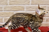 Photo №4. I will sell bengal cat in the city of Minsk. from nursery, breeder - price - 600$