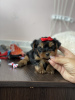 Photo №2 to announcement № 11568 for the sale of yorkshire terrier - buy in Belarus private announcement