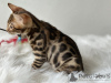 Additional photos: Gorgeous Bengal boys for breeding