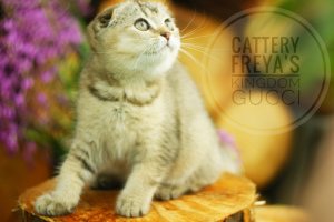 Photo №4. I will sell scottish fold in the city of Vologda. from nursery - price - 246$