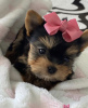 Photo №1. yorkshire terrier - for sale in the city of Kecskemét | negotiated | Announcement № 110173