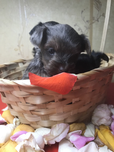 Photo №1. yorkshire terrier - for sale in the city of Москва | 200$ | Announcement № 1617