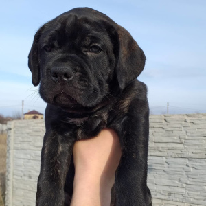 Photo №2 to announcement № 6393 for the sale of cane corso - buy in Ukraine breeder