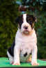Photo №1. american staffordshire terrier - for sale in the city of Stavropol | 1041$ | Announcement № 72136