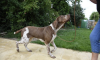 Photo №2 to announcement № 22438 for the sale of bracco italiano - buy in Germany 