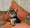 Photo №1. yorkshire terrier - for sale in the city of Helsinki | 350$ | Announcement № 127514