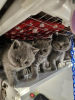 Photo №1. british shorthair - for sale in the city of Hohenfels | 211$ | Announcement № 92678