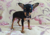 Photo №3. Russian Toy Terrier girl. Uzbekistan