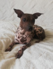 Photo №2 to announcement № 18620 for the sale of american hairless terrier - buy in Latvia breeder