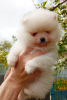 Additional photos: Pomeranian, pedigree puppy and SUMMER SUPER DISCOUNT!