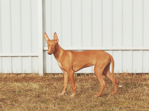 Additional photos: Pharaoh Dog Puppy
