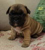 Photo №1. french bulldog - for sale in the city of Grodno | 377$ | Announcement № 41670