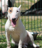 Additional photos: Miniature bull terrier puppies