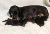 Additional photos: Standard shorthaired dachshund puppies