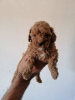 Photo №2 to announcement № 103665 for the sale of poodle (toy) - buy in Serbia breeder