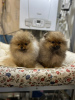 Photo №1. pomeranian - for sale in the city of Курская | 586$ | Announcement № 43732