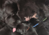 Photo №1. newfoundland dog - for sale in the city of Песочин | 450$ | Announcement № 33357