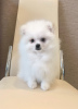 Photo №1. pomeranian - for sale in the city of Voronezh | 682$ | Announcement № 9170