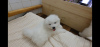 Photo №4. I will sell samoyed dog in the city of Мостовской. private announcement - price - 266$