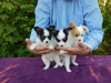 Photo №1. papillon dog - for sale in the city of Canillo | negotiated | Announcement № 39134