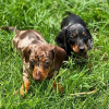 Photo №1. dachshund - for sale in the city of Helsinki | negotiated | Announcement № 82875