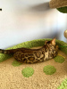 Photo №4. I will sell bengal cat in the city of Minsk. from nursery - price - 269$