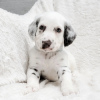 Photo №4. I will sell dalmatian dog in the city of Vienna. private announcement - price - 400$