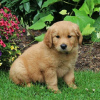 Photo №1. golden retriever - for sale in the city of Leipzig | 568$ | Announcement № 11830
