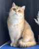 Photo №4. I will sell british shorthair in the city of Kiev. from nursery - price - 500$