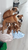 Photo №2 to announcement № 88481 for the sale of english bulldog - buy in Germany 