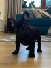 Photo №1. french bulldog - for sale in the city of Berlin | Is free | Announcement № 20936