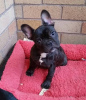 Photo №4. I will sell french bulldog in the city of Rostock. private announcement - price - 350$