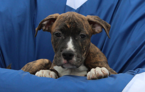 Additional photos: Puppies of the American Staffordshire Terrier