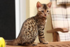 Photo №2 to announcement № 99746 for the sale of bengal cat - buy in Germany 