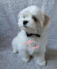 Photo №3. The kid is Maltese, incredibly good, KSU, excellent pedigree.. Ukraine