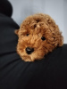 Photo №4. I will sell poodle (royal) in the city of Zrenjanin.  - price - negotiated