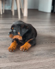 Photo №4. I will sell rottweiler in the city of Gothenburg. breeder - price - 500$