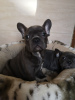 Photo №3. Healthy French Bulldog available for sale. Germany