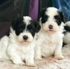 Photo №1. havanese dog - for sale in the city of Helsinki | negotiated | Announcement № 83020