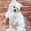 Photo №3. Maltese puppies. Australia