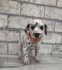 Photo №2 to announcement № 31236 for the sale of dalmatian dog - buy in Poland private announcement