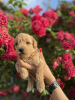 Additional photos: Miniature poodle puppies