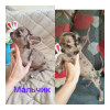 Photo №4. I will sell chihuahua in the city of Yurga. breeder - price - 345$