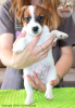 Photo №1. jack russell terrier - for sale in the city of Paniówki | 1691$ | Announcement № 107631