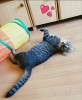 Photo №2 to announcement № 93607 for the sale of domestic cat - buy in Belarus private announcement