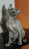 Photo №2 to announcement № 19419 for the sale of sphynx cat - buy in United Arab Emirates 