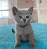 Photo №1. russian blue - for sale in the city of Kiev | Is free | Announcement № 95325