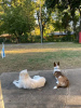 Photo №3. BORDER COLLIE. France